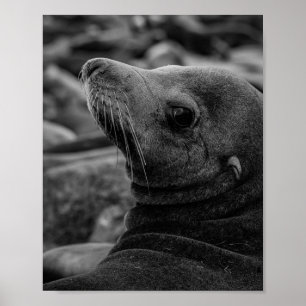 Poster Lion de mer - Jolie photo de la faune