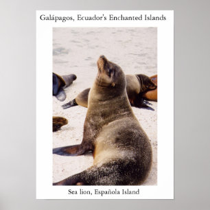 Poster Lion de mer relaxant les muscles du cou