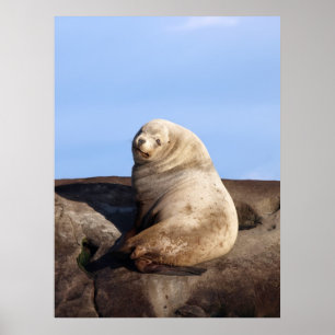 Poster Lion de mer Wild Homme Steller - Imprimantes d'art