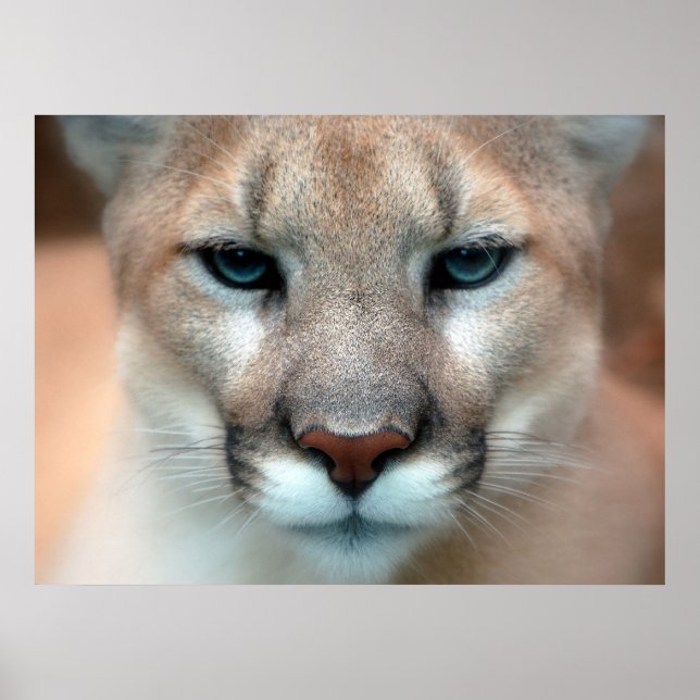 Poster Lion de montagne (Devant)