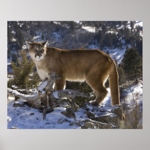 Poster Lion de montagne