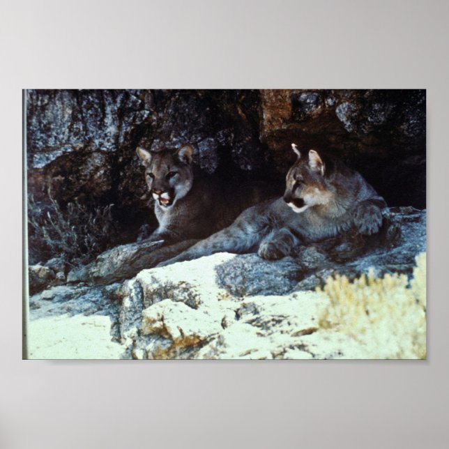 Poster Lion de montagne (Devant)
