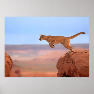 Poster Lion de montagne
