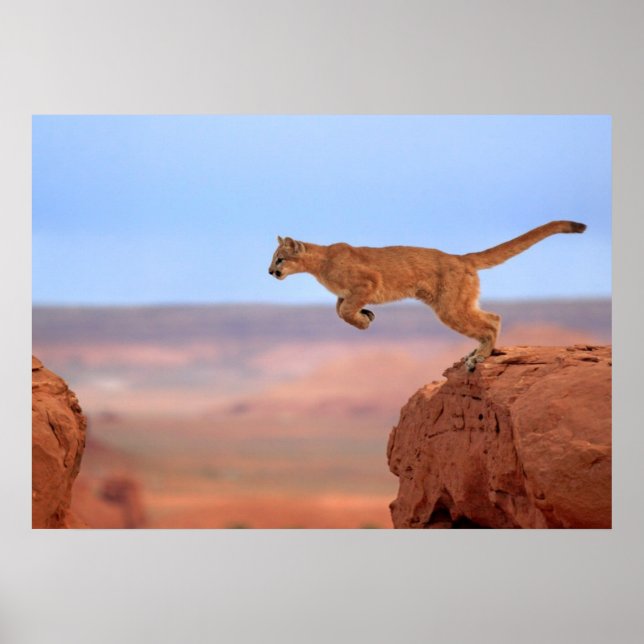 Poster Lion de montagne (Devant)