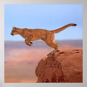 Poster Lion de montagne