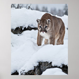 Poster Lion de montagne à la chasse