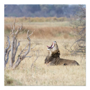 Poster Lion de Yawning