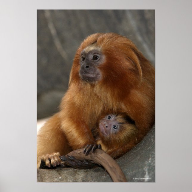 Poster Lion d'or Tamarin avec bébé (Devant)