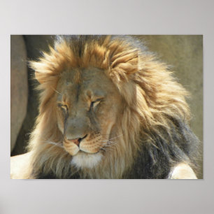 Poster lion en sommeil