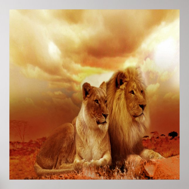 Poster Lion et Lion 24" x 24", papier d'affiche de valeur (Devant)