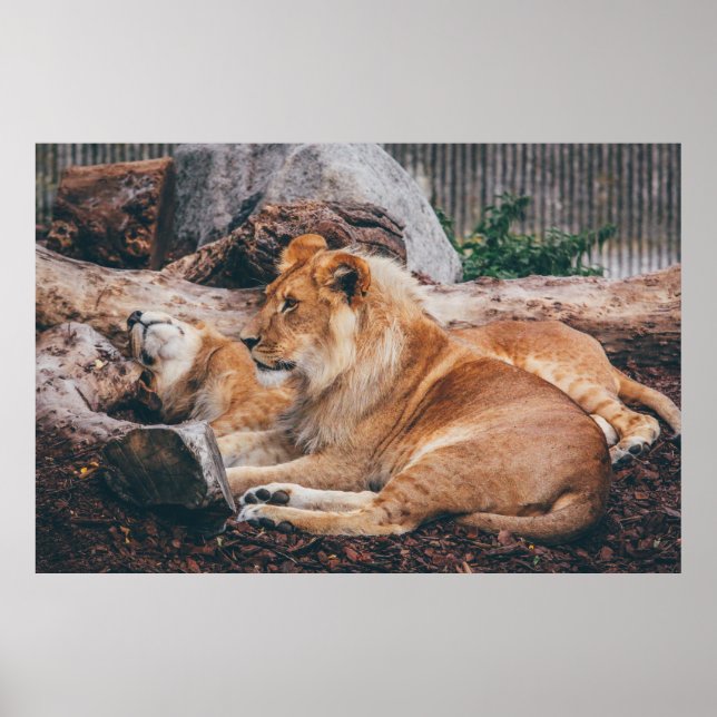 POSTER LION ET LIONESS MENANT SUR LA SURFACE BROWN (Devant)