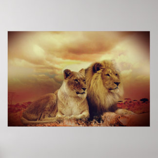 Poster Lion Et Lionesse Africains