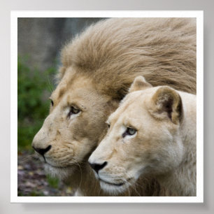 Poster Lion et lui lionne