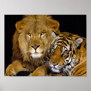 Poster Lion et tigre