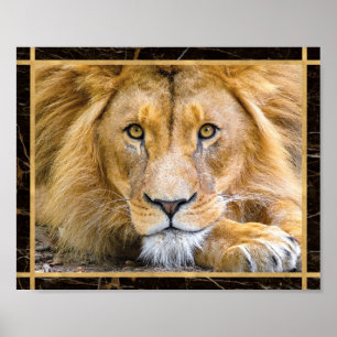 Poster Lion Face Closeup Bright Photo Imprimer l'affiche