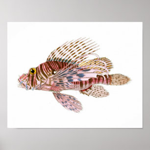 Poster Lion Fish Imprimer no 8 Beach House Decor Art