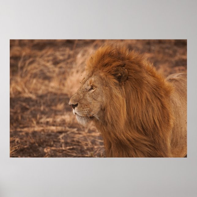 POSTER LION LONGUE DURÉE (Devant)