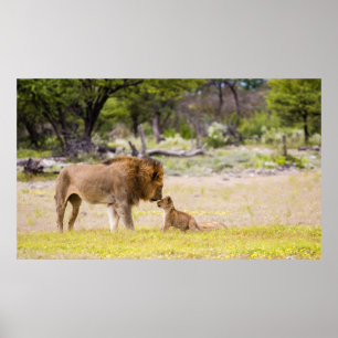 Poster Lion mâle alpha inspecte un petit