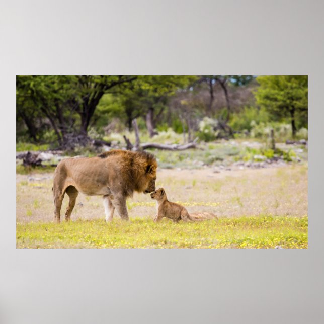 Poster Lion mâle alpha inspecte un petit (Devant)