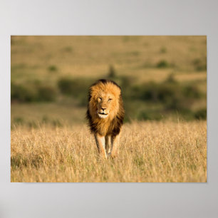 Poster Lion mâle marchant