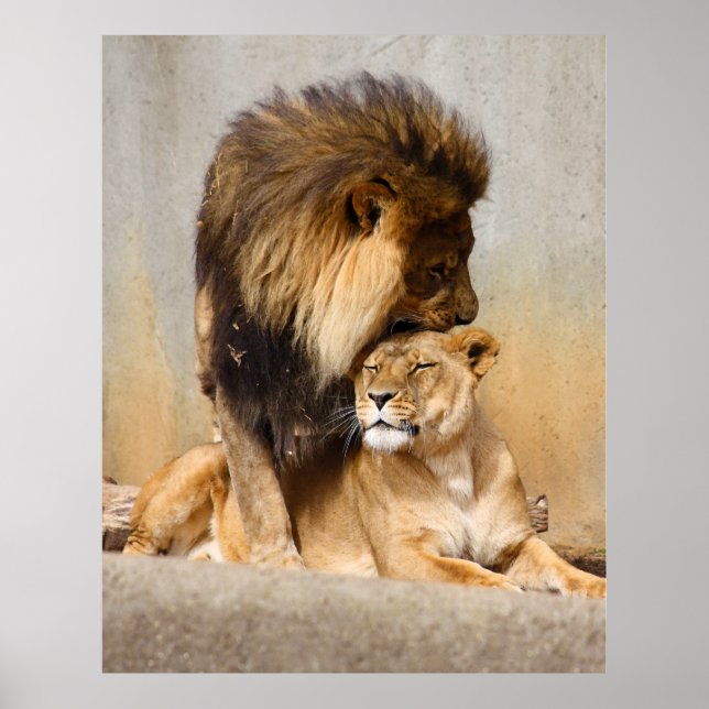Poster Lion masculin et féminin en amour (Devant)