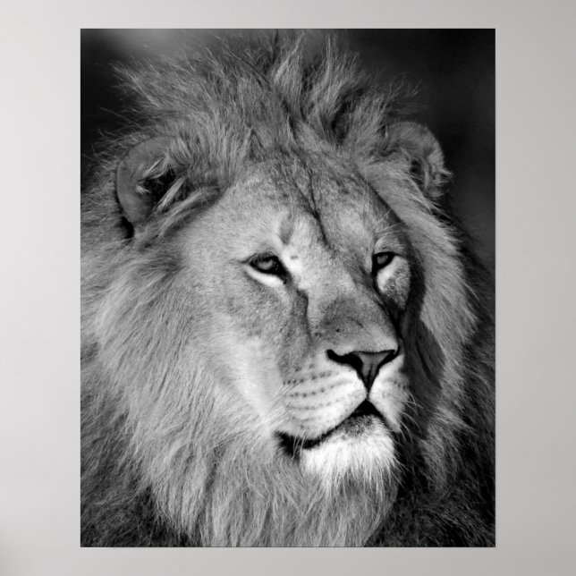 Poster Lion noir blanc - Art de la photographie animale (Devant)