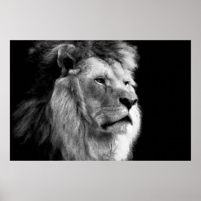 Poster Lion noir et blanc (Devant)