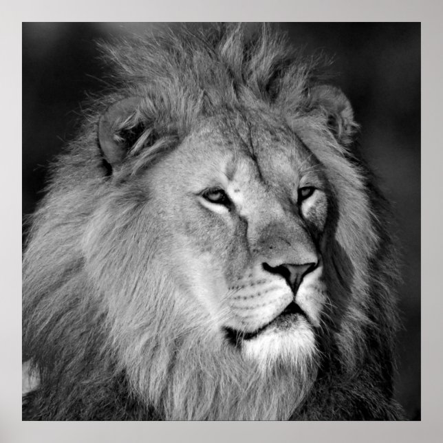Poster Lion noir et blanc (Devant)