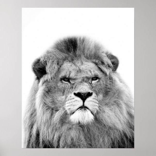 Poster Lion noir et blanc animal jungle sauvage photo (Devant)