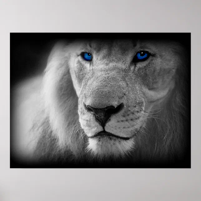 Poster Lion Noir Et Blanc Aux Yeux Bleus