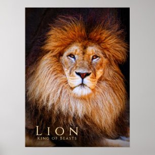 Poster Lion [Poster]