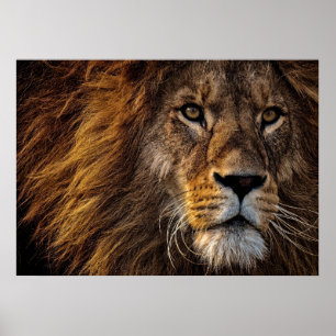 Poster Lion Predator Lion