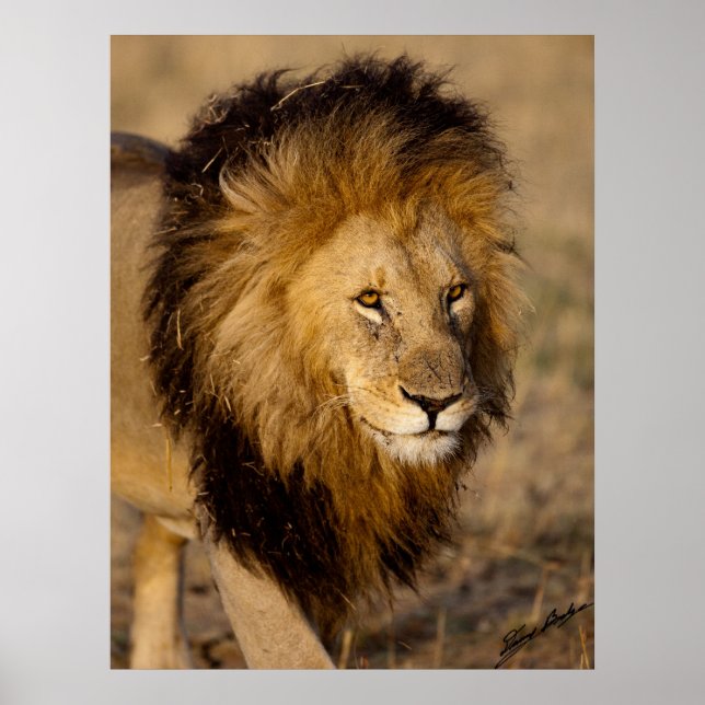 Poster Lion Stalking (Devant)