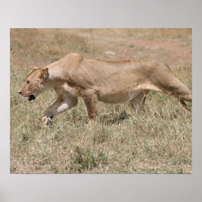 Poster lionceau (Devant)