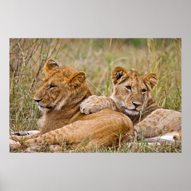 Poster Lionceaux au repos (Devant)