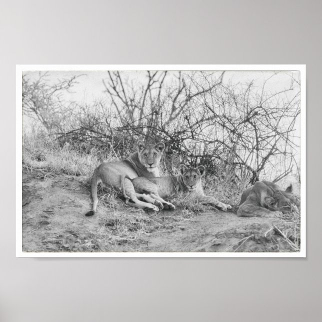 Poster Lioness (Devant)