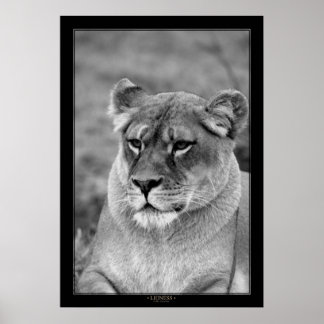 Poster Lioness (version BW)