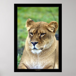 Poster Lioness (version couleur)