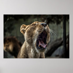 POSTER LIONESS YAWNING