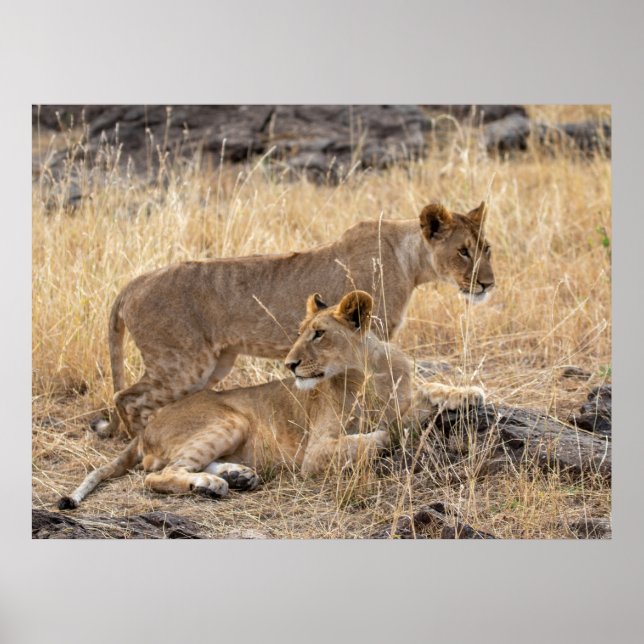 Poster Lionesses au repos — Gardiens de la fierté (Devant)