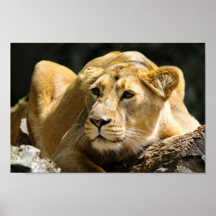 Poster Lionne