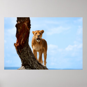 Poster Lionne