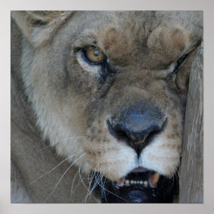 Poster Lionne 007