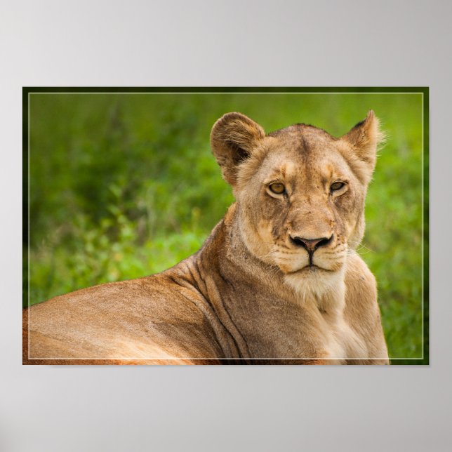 Poster Lionne 2 (Devant)