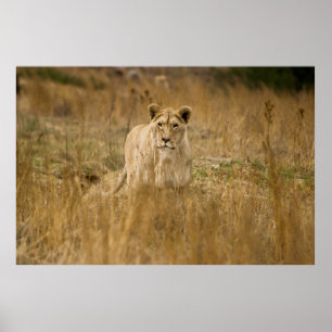 POSTER LIONNEUR DANS LA GRASSE