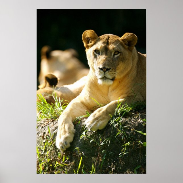 Poster Lions (Devant)