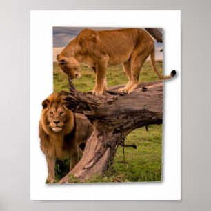 Poster Lions