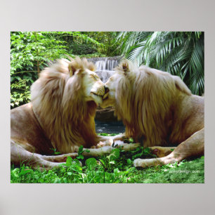 Poster Lions affectueux