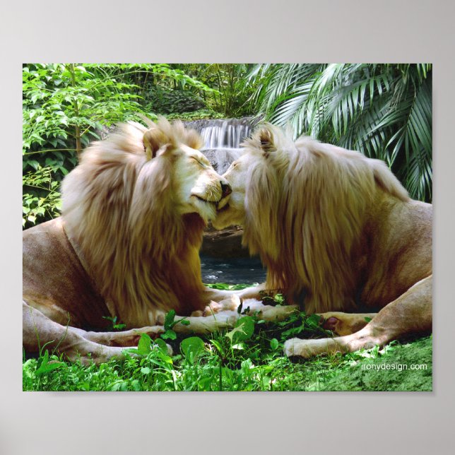 Poster Lions Affectueux (Devant)