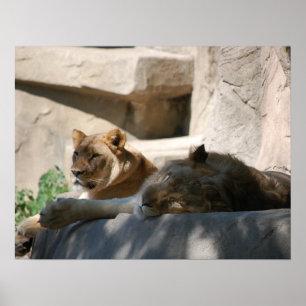 Poster Lions africaines